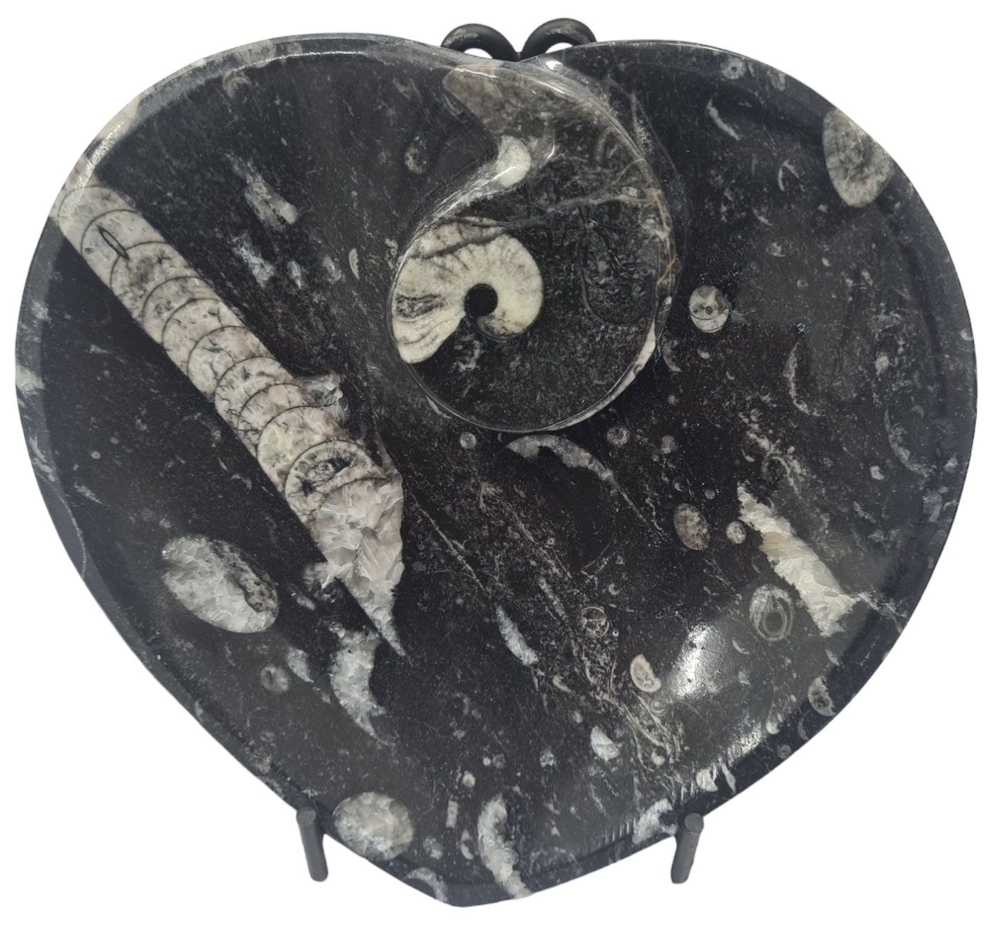 1pc 15cm Orthoceras and Goniatite Heart Shaped Fossil Plate from Morocco