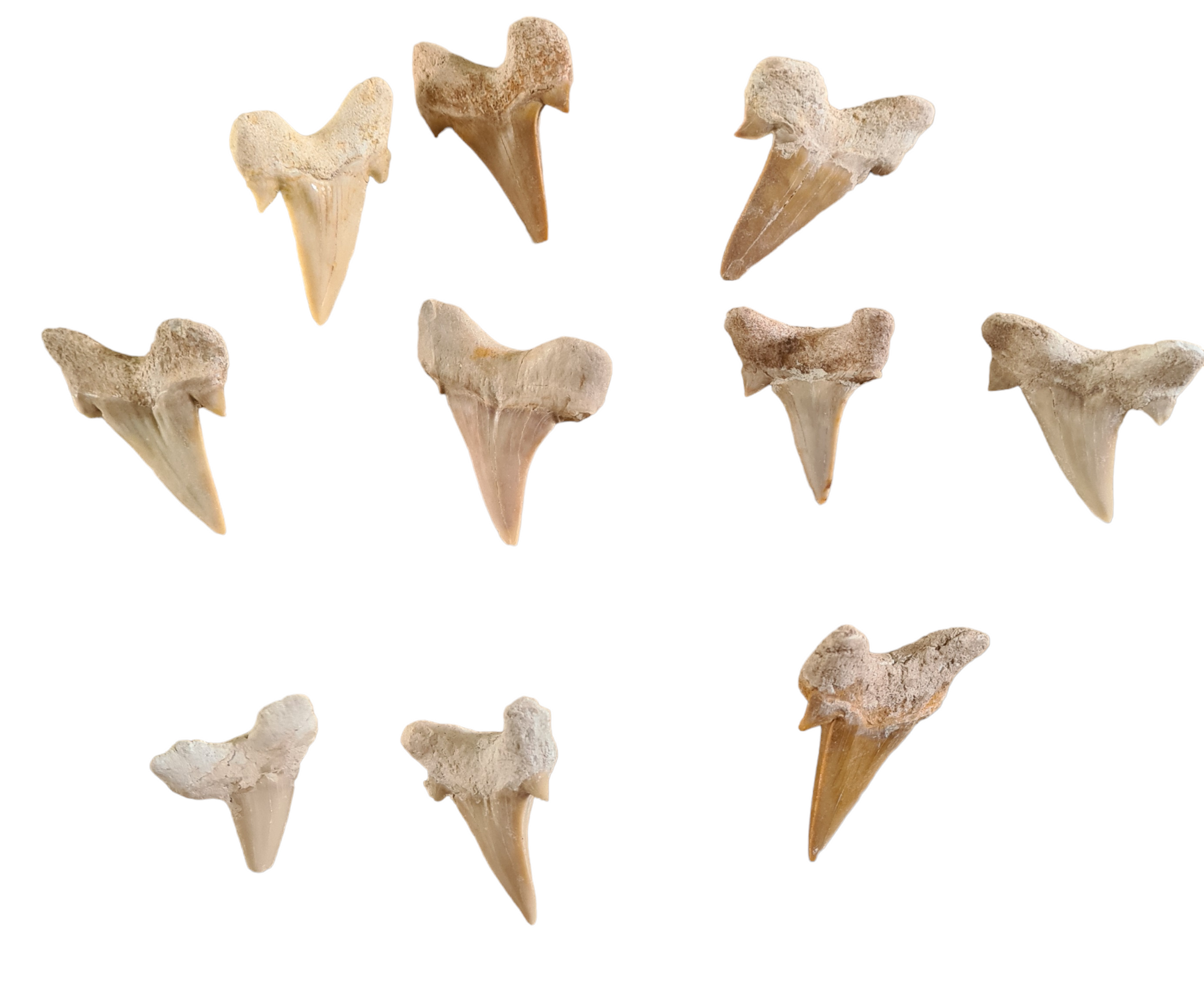 2pcs Otodus Fossil Shark Teeth