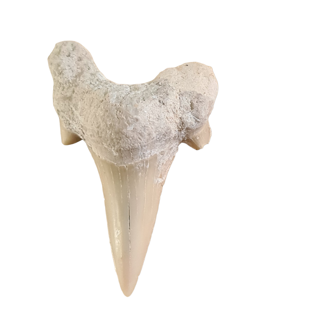 2pcs Otodus Fossil Shark Teeth