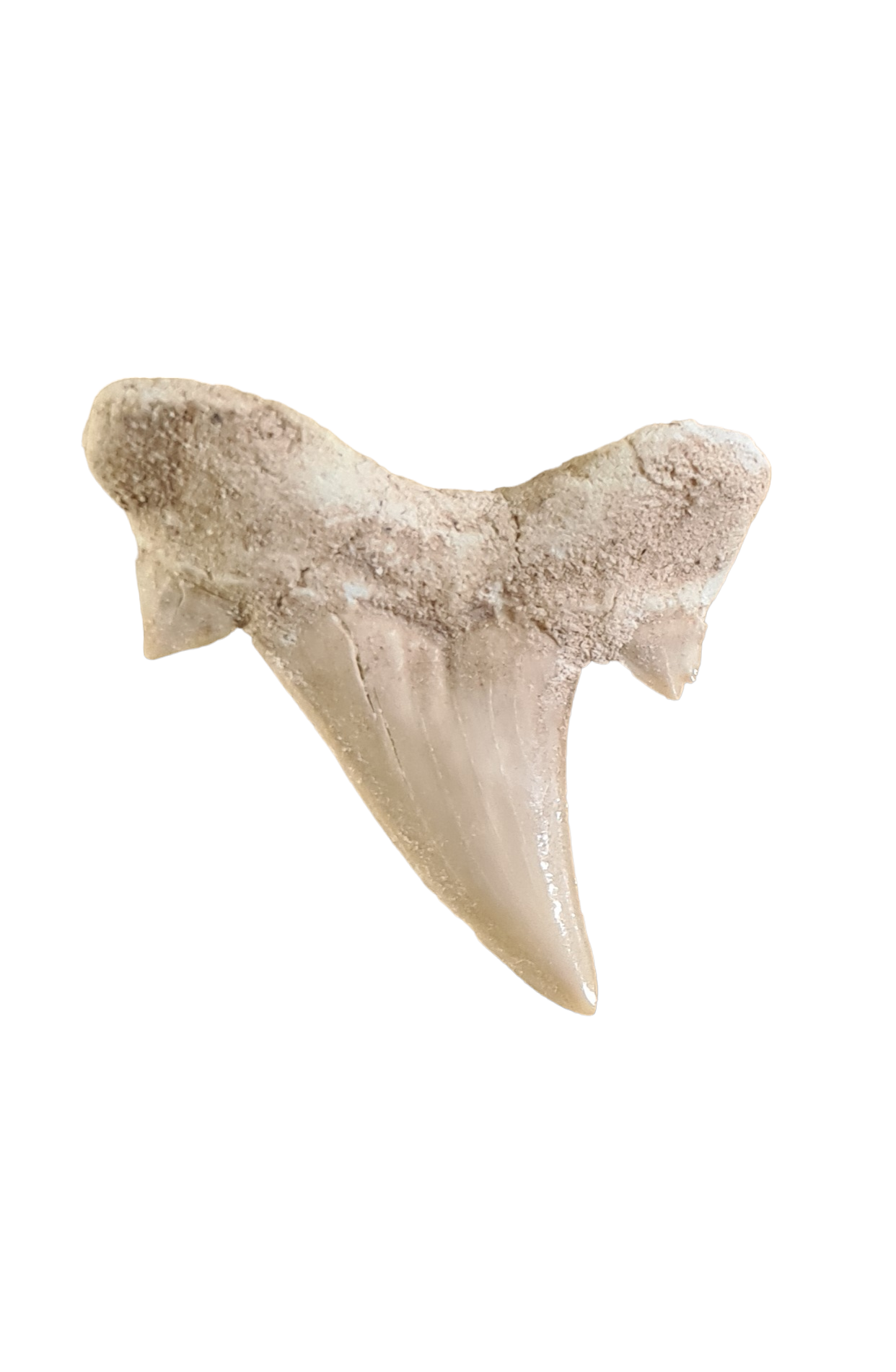 2pcs Otodus Fossil Shark Teeth