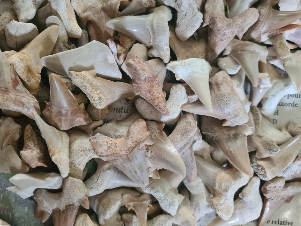 2pcs Otodus Fossil Shark Teeth