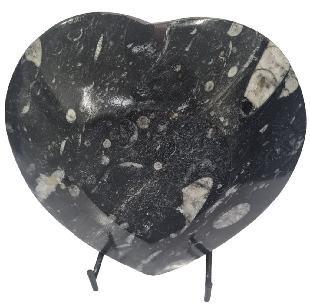 1pc 15cm Orthoceras and Goniatite Heart Shaped Fossil Plate from Morocco