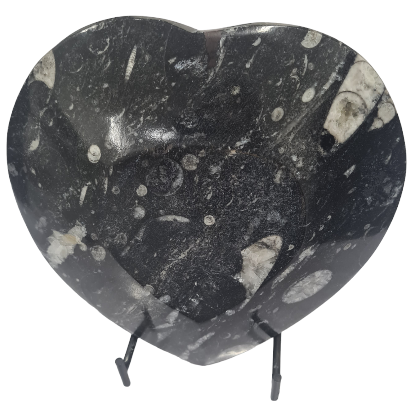 1pc 15cm Orthoceras and Goniatite Heart Shaped Fossil Plate from Morocco