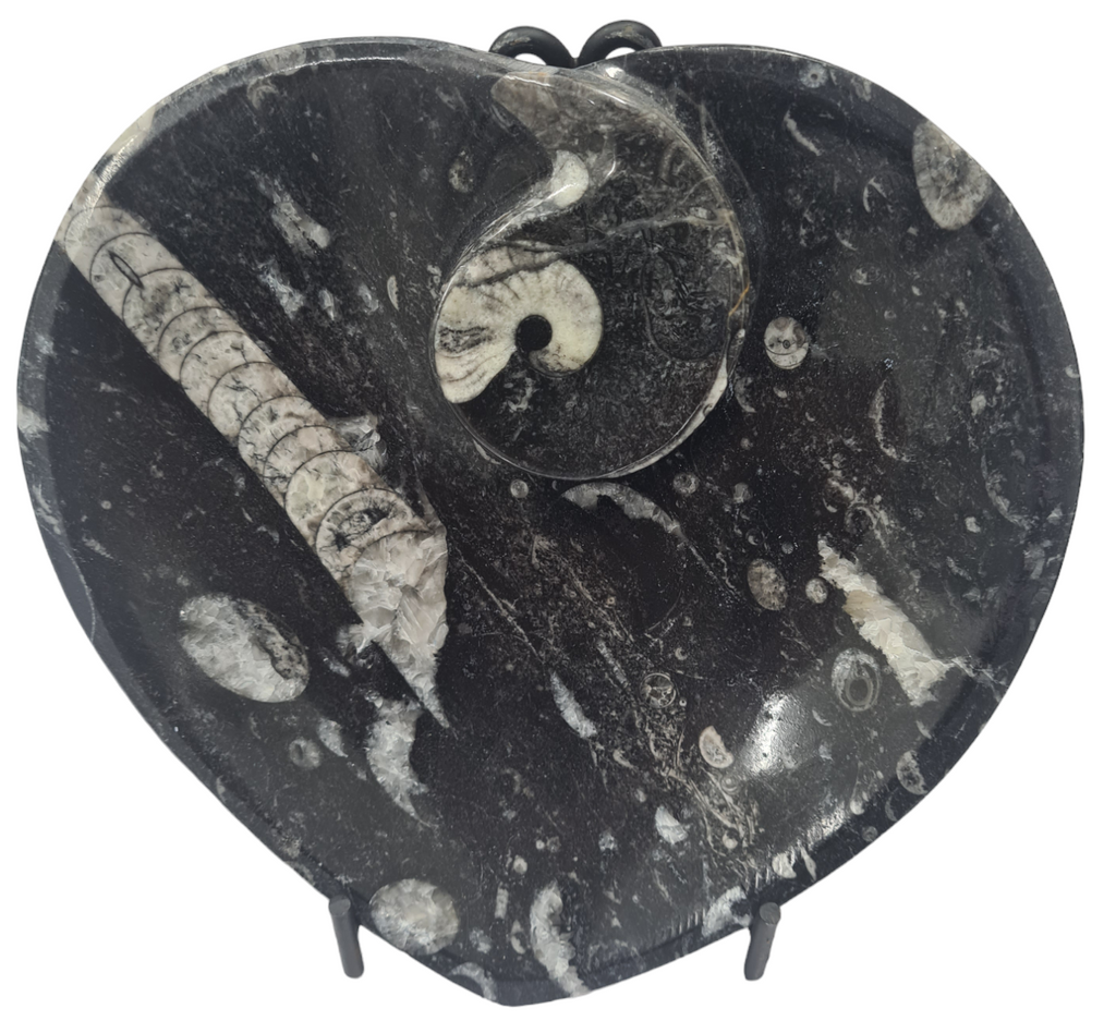 1pc 15cm Orthoceras and Goniatite Heart Shaped Fossil Plate from Morocco