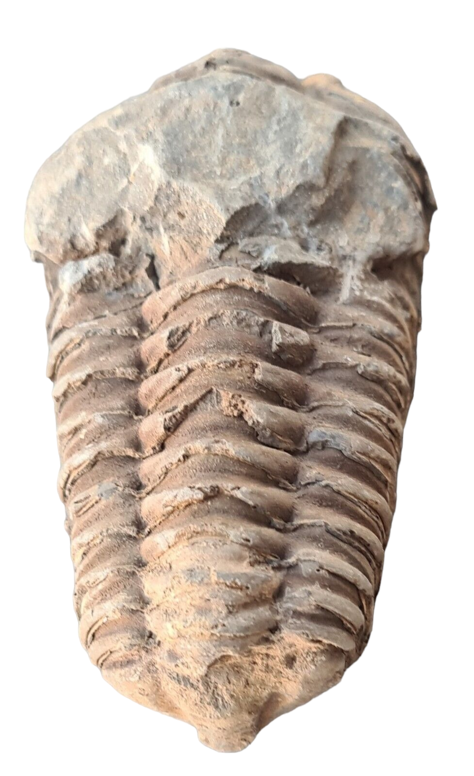 Calymene Trilobite Fossil