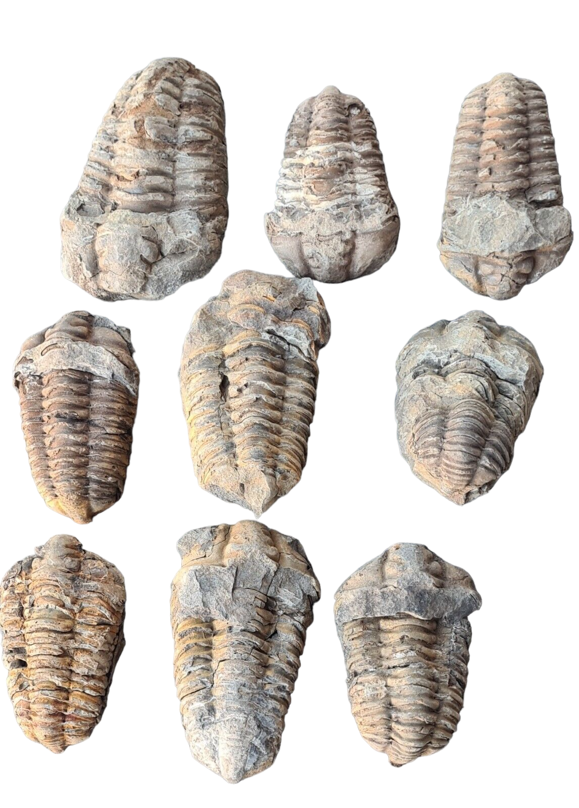 Calymene Trilobite Fossil