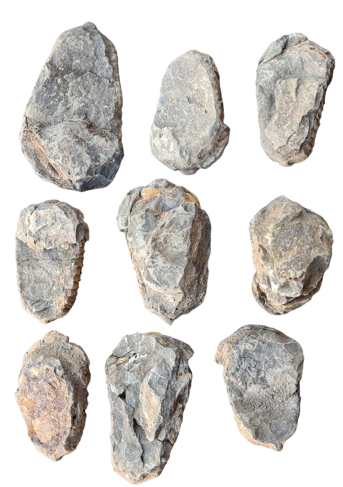 Calymene Trilobite Fossil