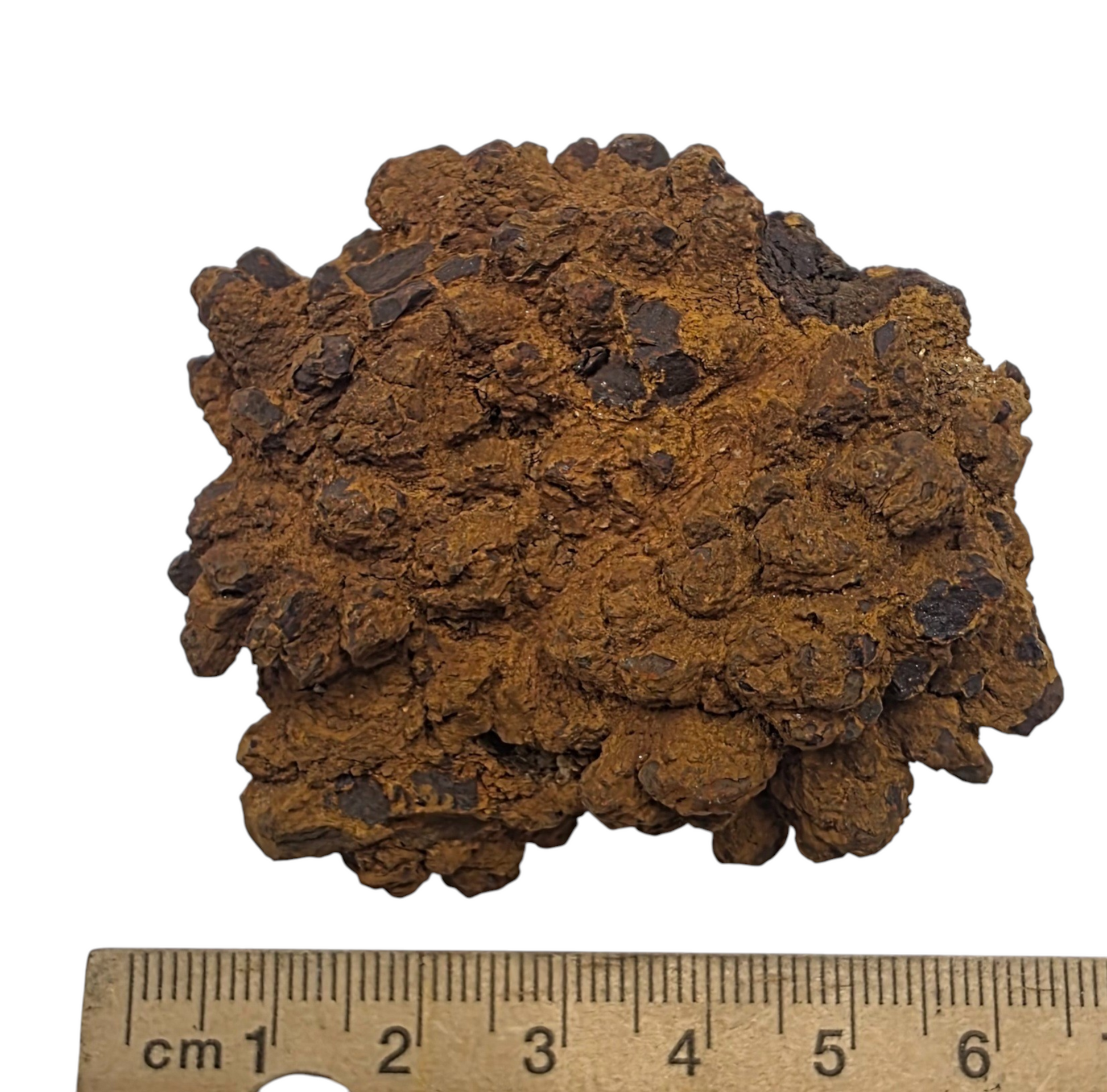 1pc COPROLITE OR DINOSAUR POO