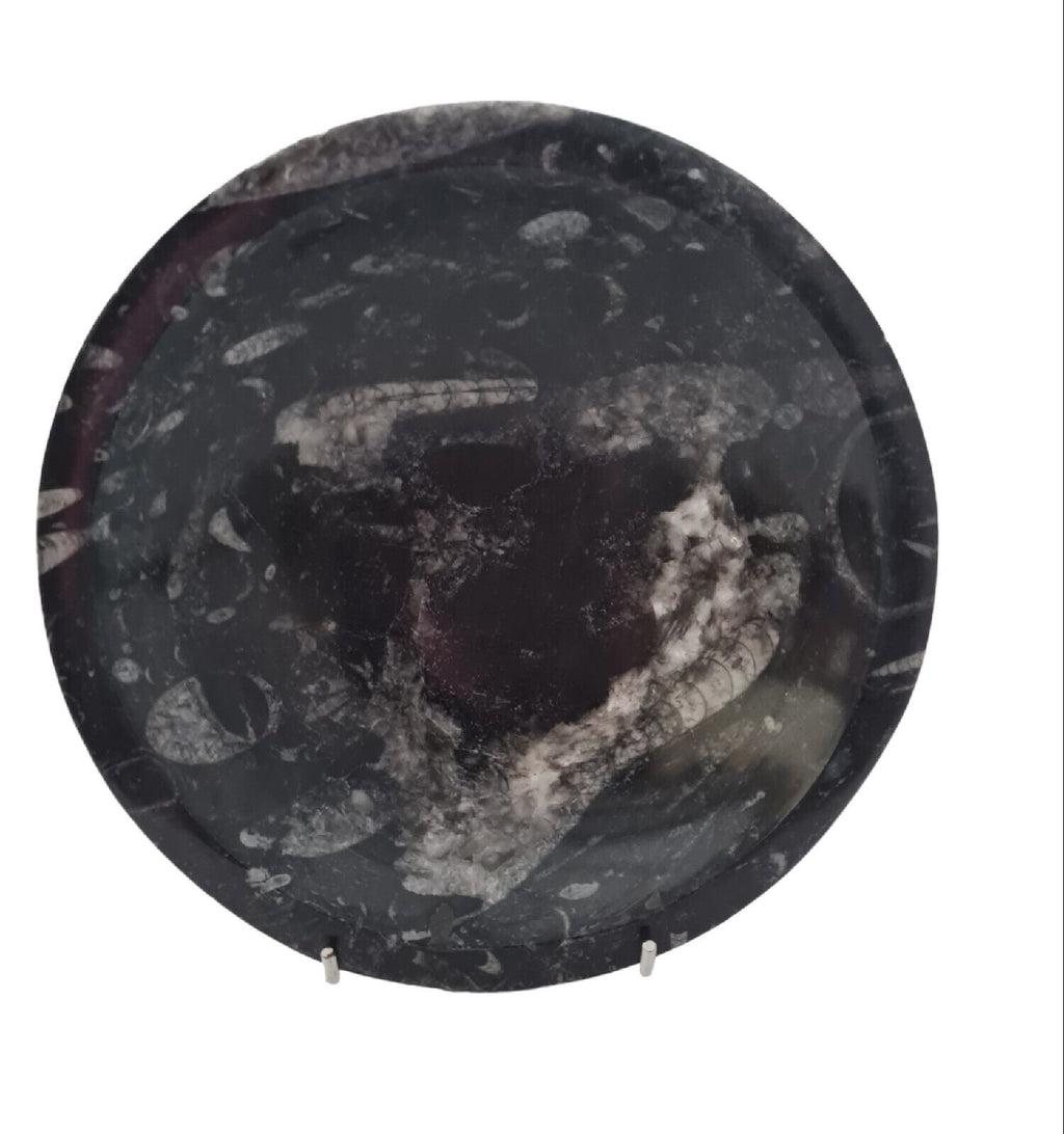 1pc 20cm Orthoceras and Goniatite Fossil Plate from Morocco