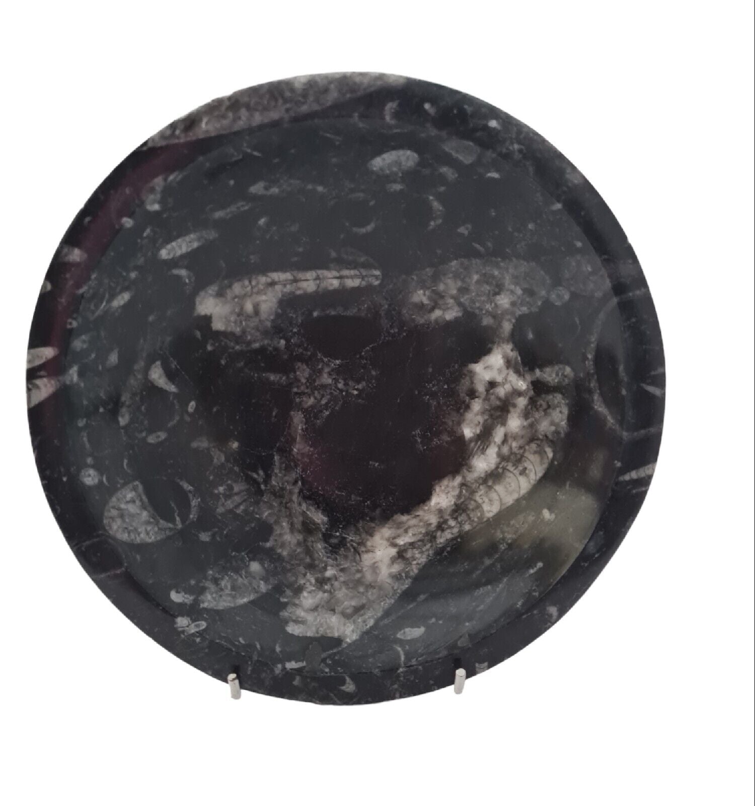 1pc 20cm Orthoceras and Goniatite Fossil Plate from Morocco