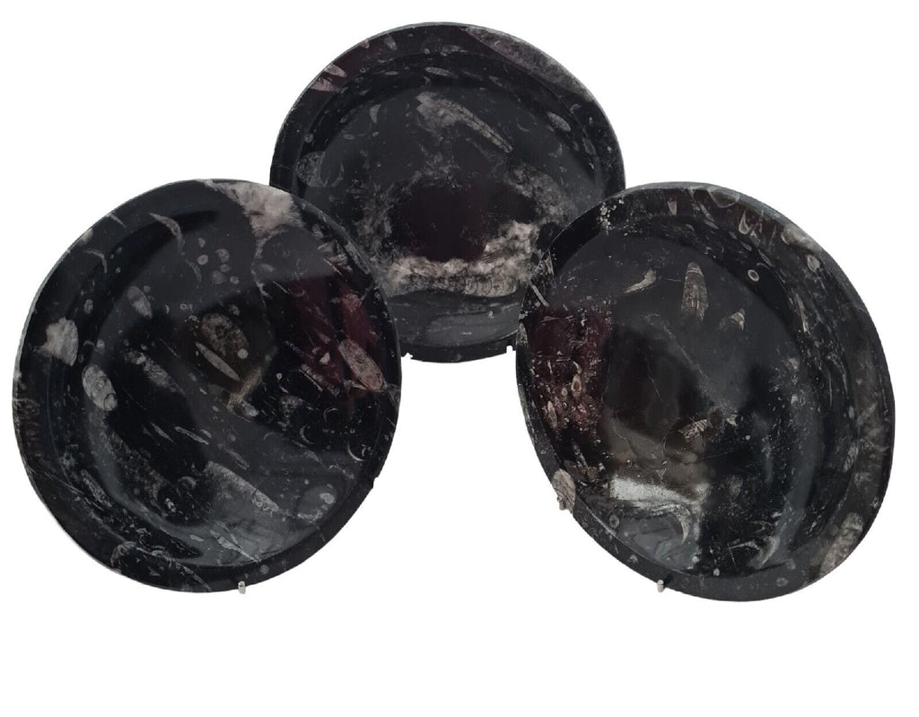 1pc 20cm Orthoceras and Goniatite Fossil Plate from Morocco