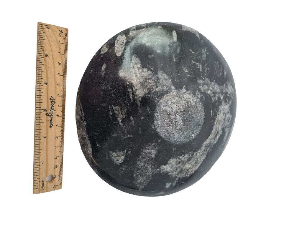 1pc 20cm Orthoceras and Goniatite Fossil Plate from Morocco