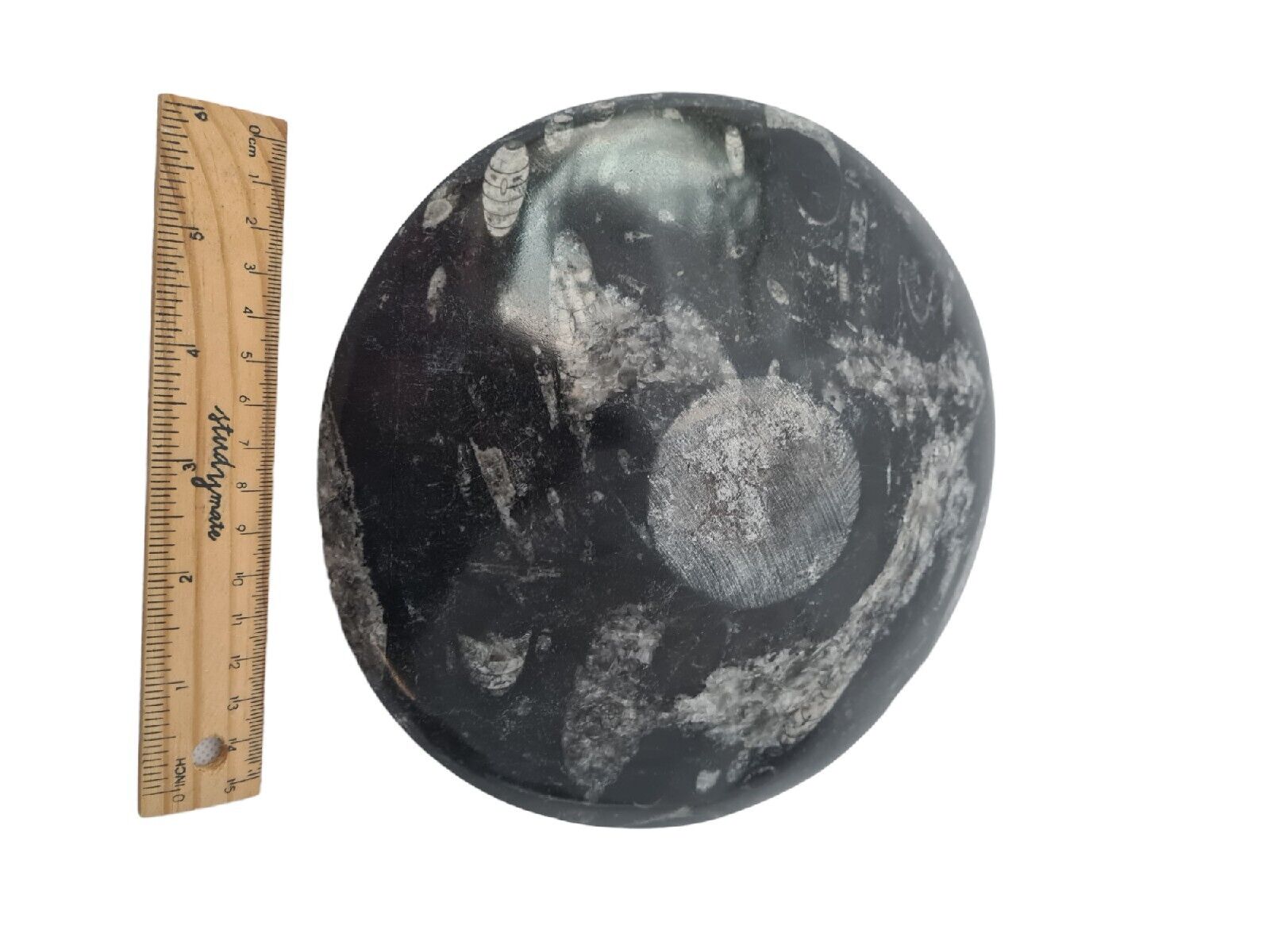 1pc 20cm Orthoceras and Goniatite Fossil Plate from Morocco