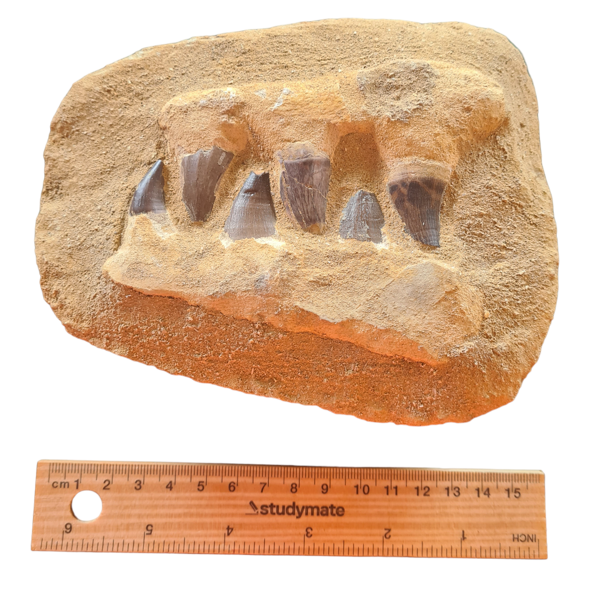 Mosasaur Teeth in Matrix