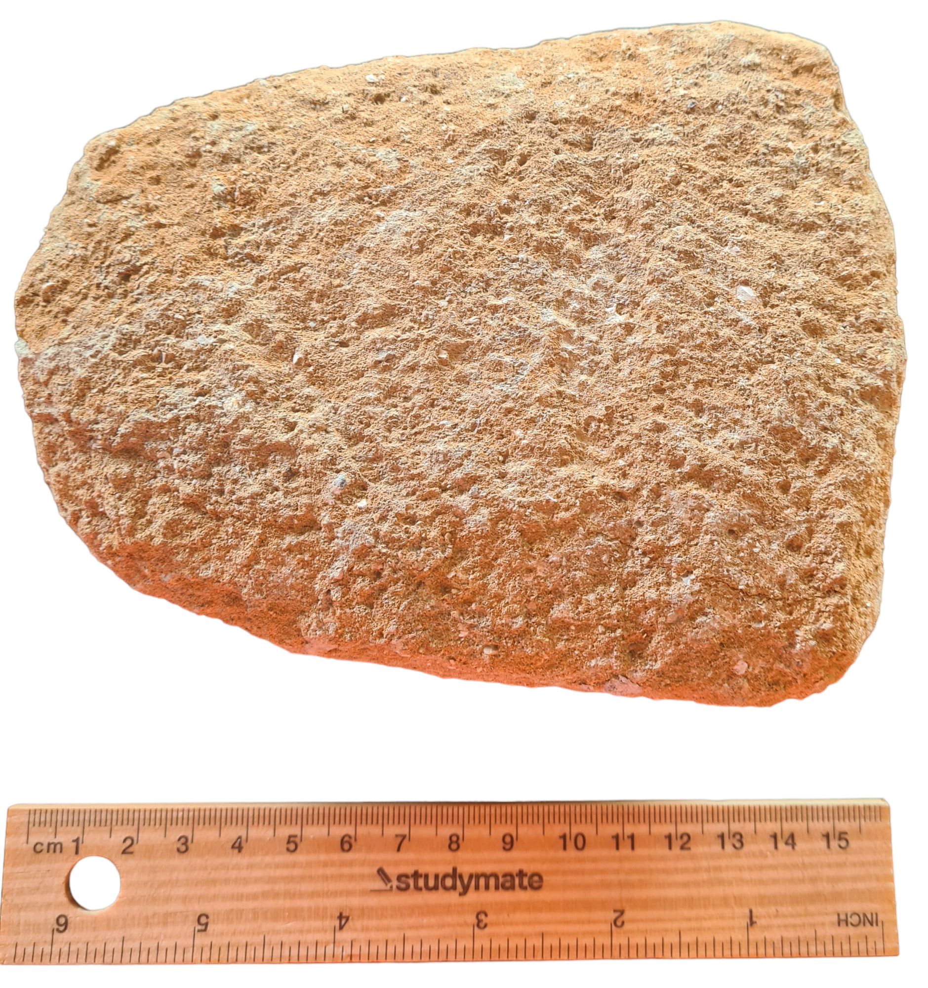Mosasaur Teeth in Matrix
