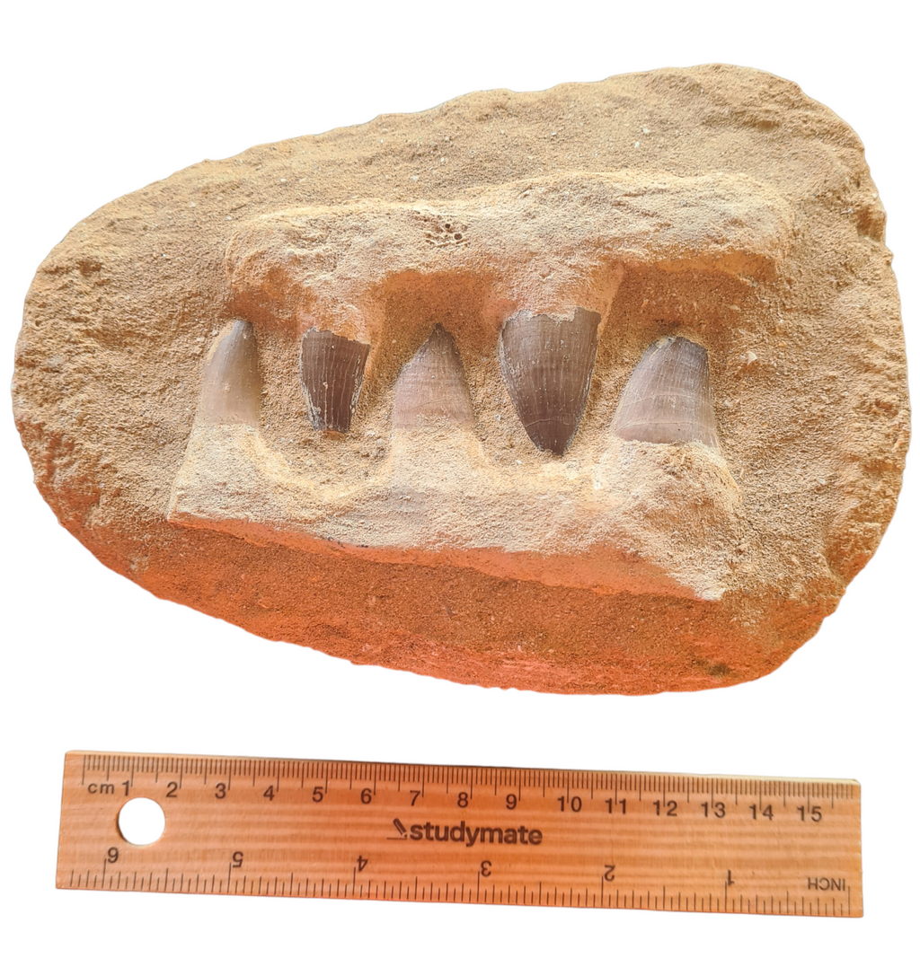 Mosasaur Teeth in Matrix
