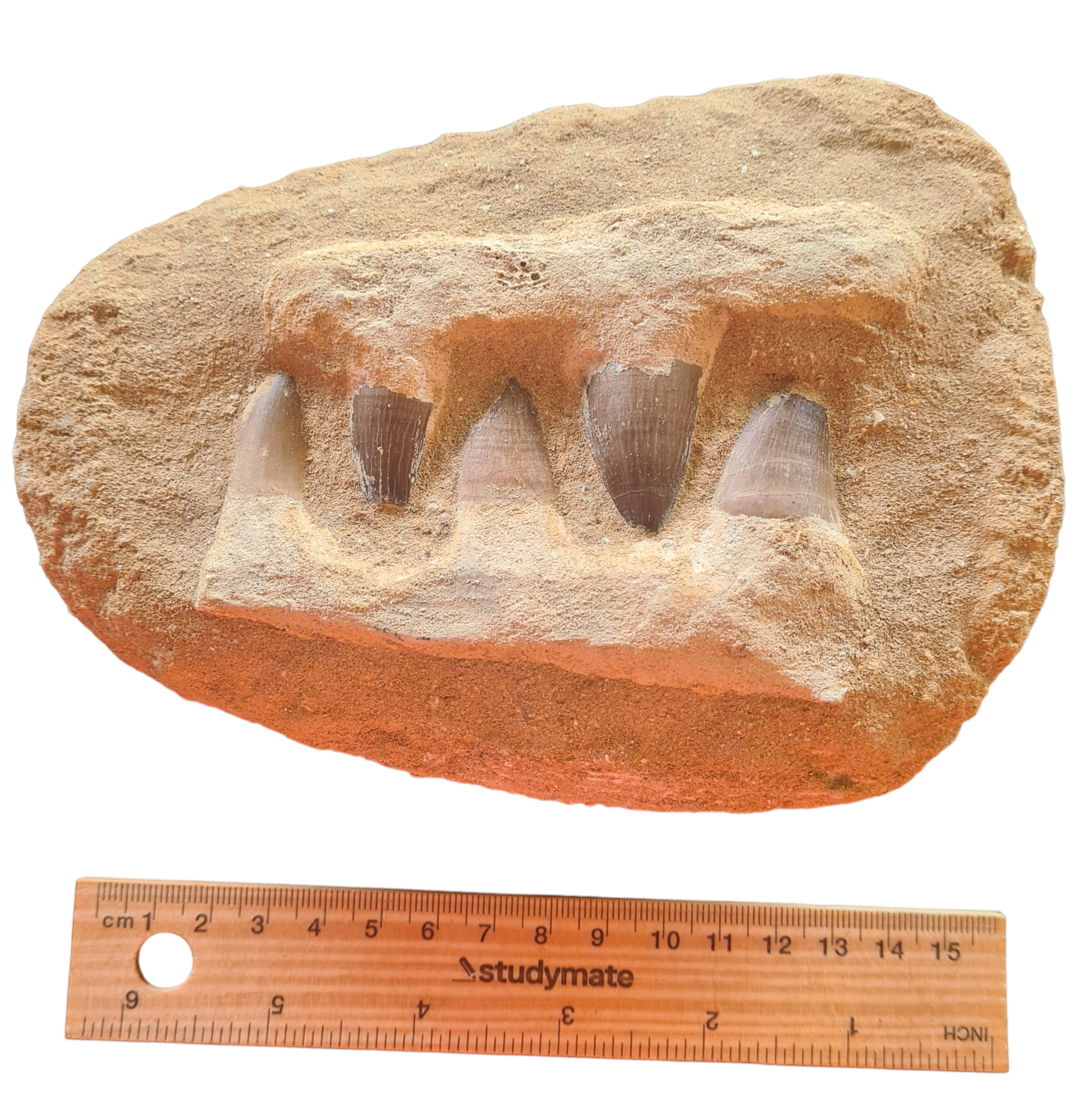 Mosasaur Teeth in Matrix