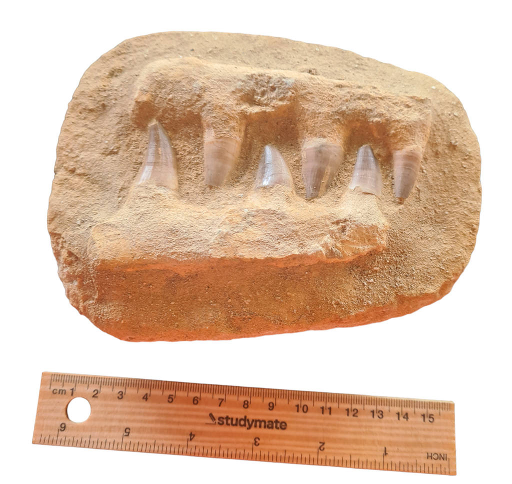 Mosasaur Teeth in Matrix