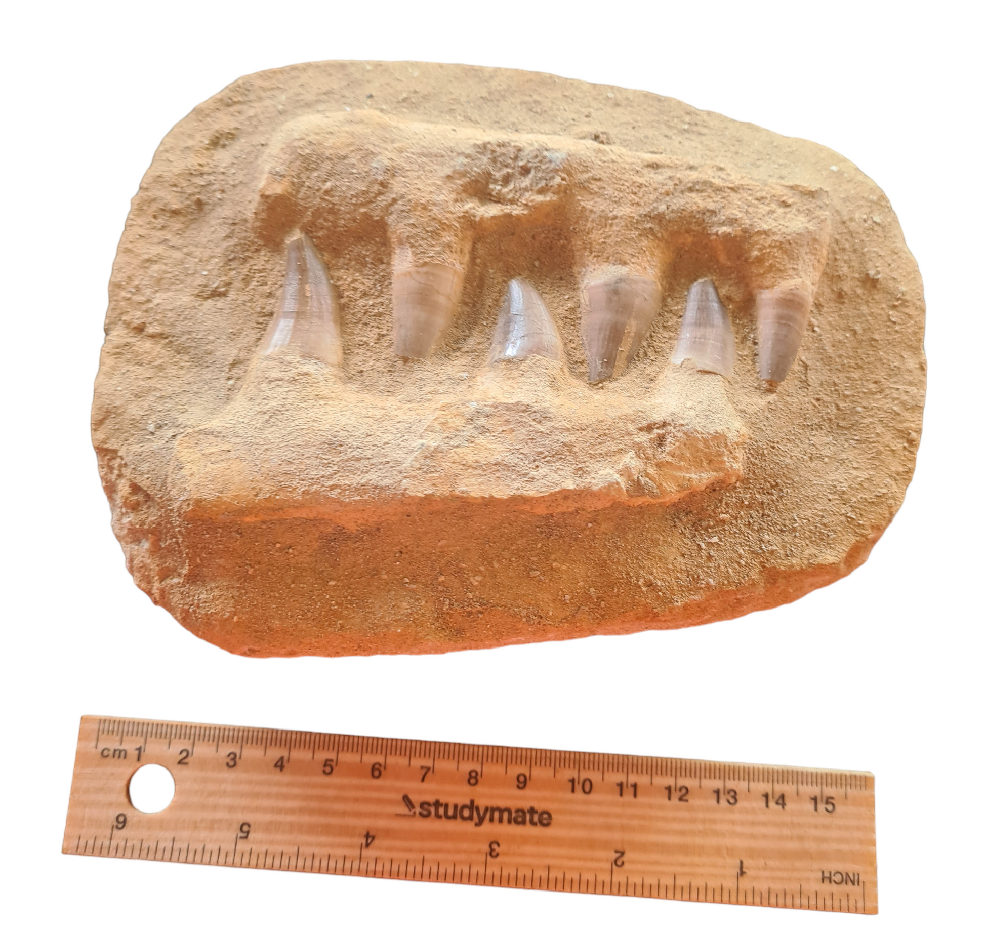 Mosasaur Teeth in Matrix