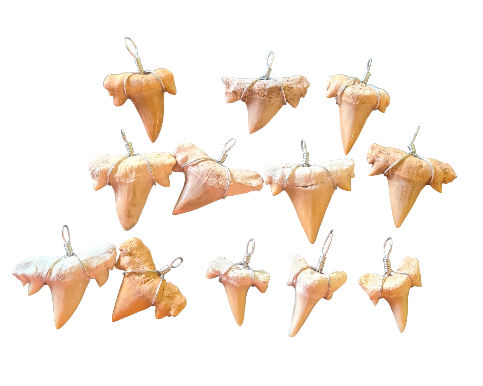 Fossil Shark Tooth Pendant