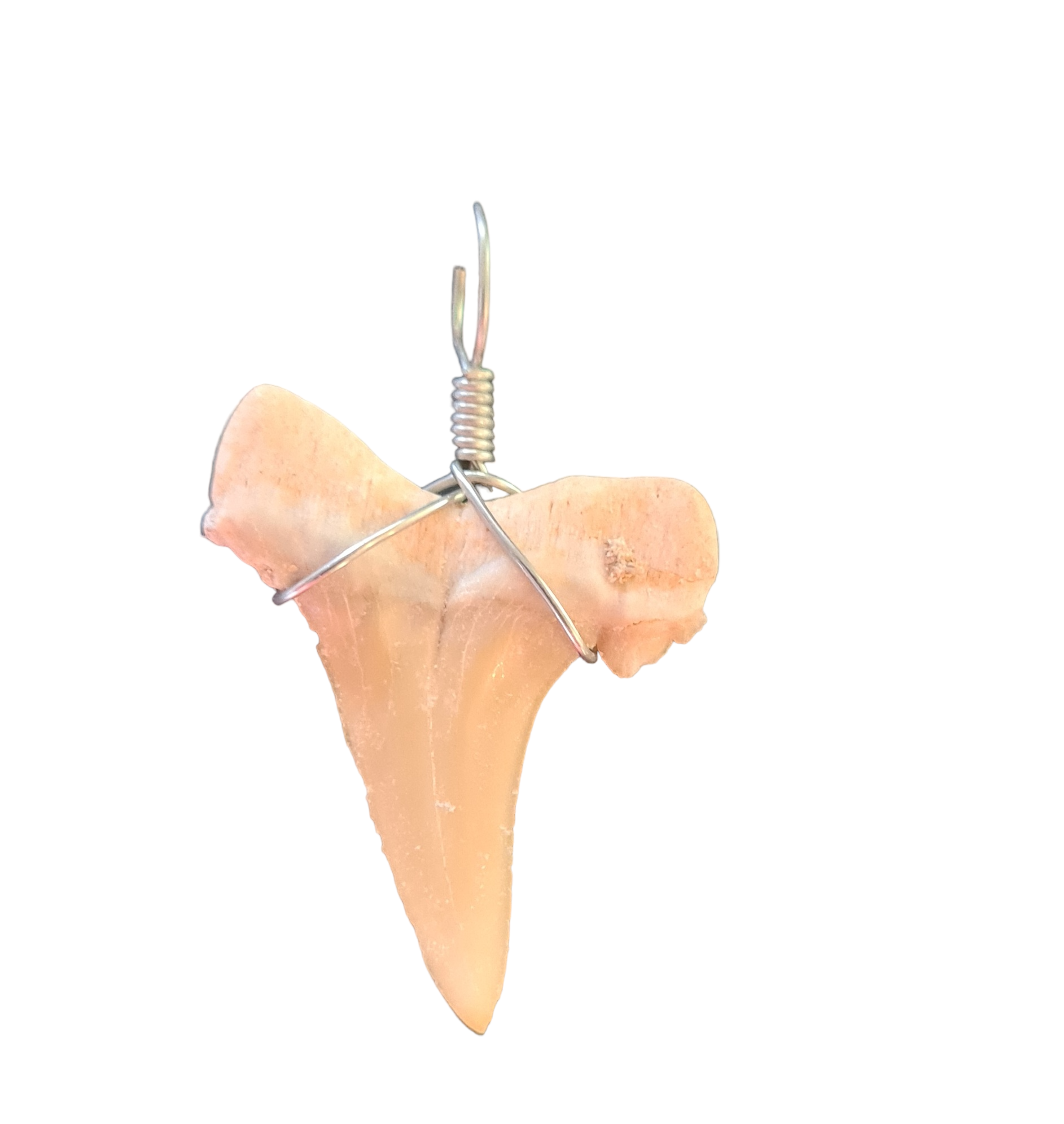 Fossil Shark Tooth Pendant