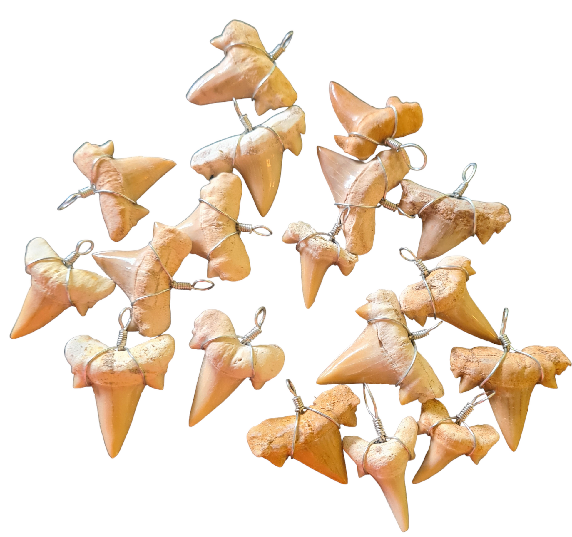 Fossil Shark Tooth Pendant