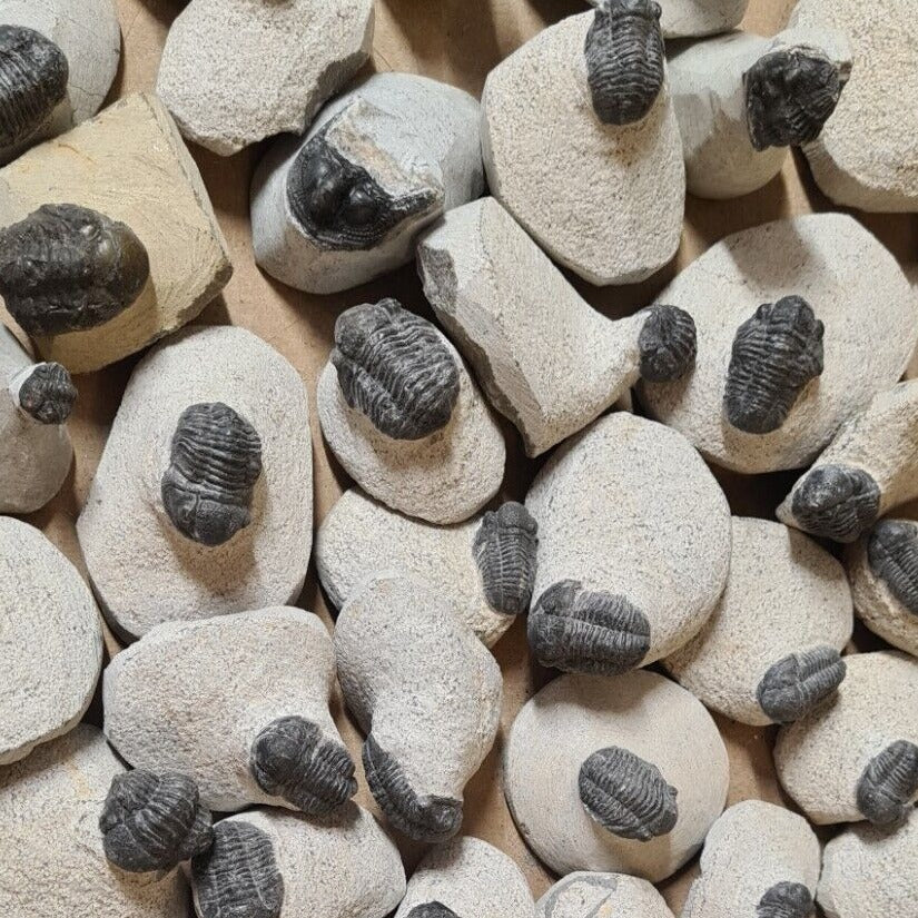 1pc Very Tiny Devonian Age Trilobite Fossil