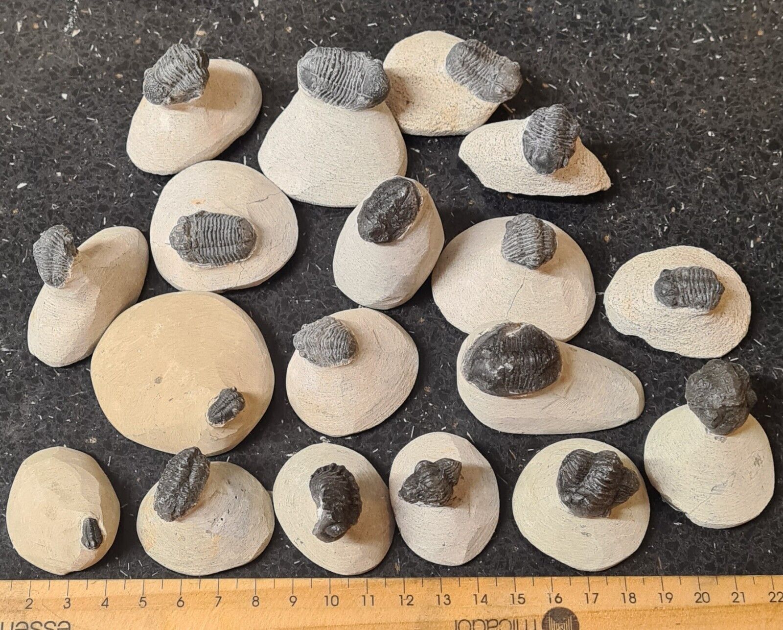1pc Very Tiny Devonian Age Trilobite Fossil