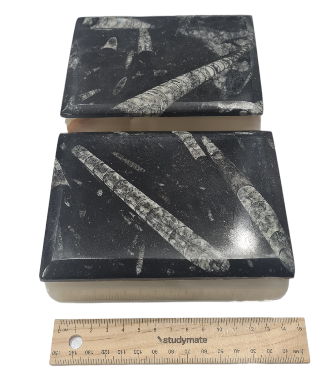 1pc 14cm Orthoceras and Goniatite Fossil Trinket Box