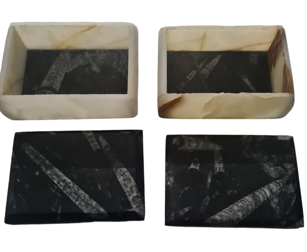 1pc 14cm Orthoceras and Goniatite Fossil Trinket Box