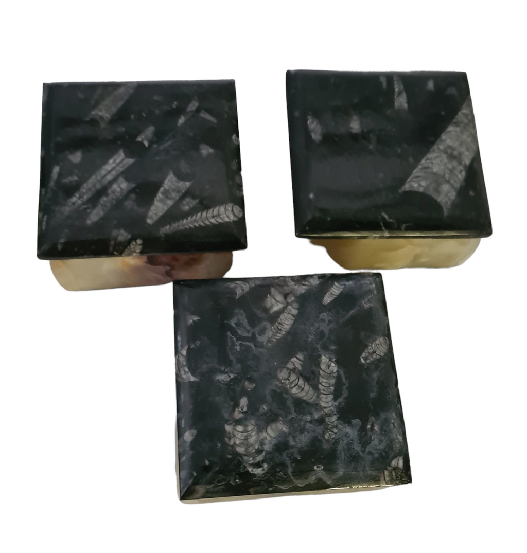 1pc 9cm Orthoceras and Goniatite Fossil Trinket Box