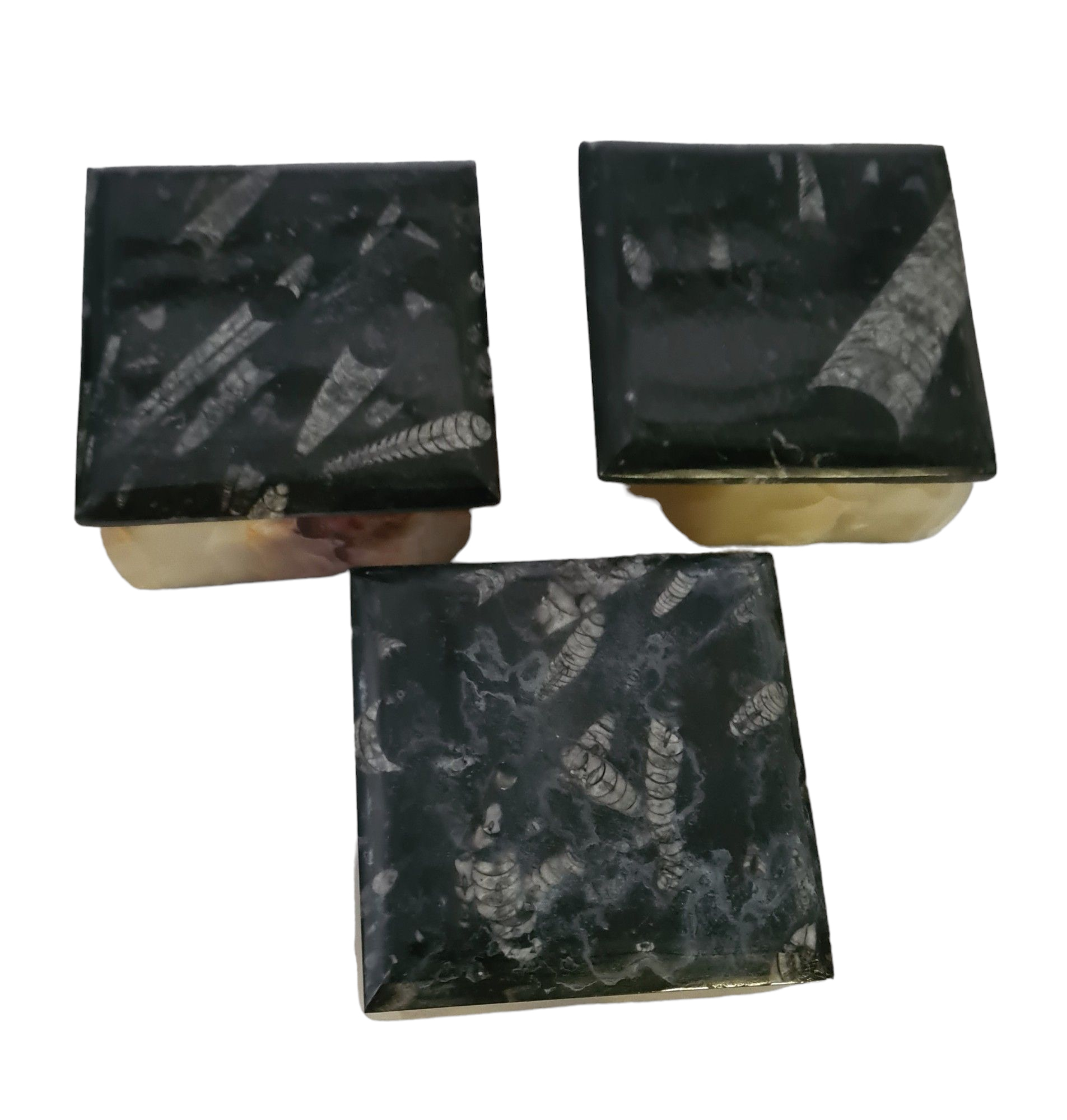 1pc 9cm Orthoceras and Goniatite Fossil Trinket Box