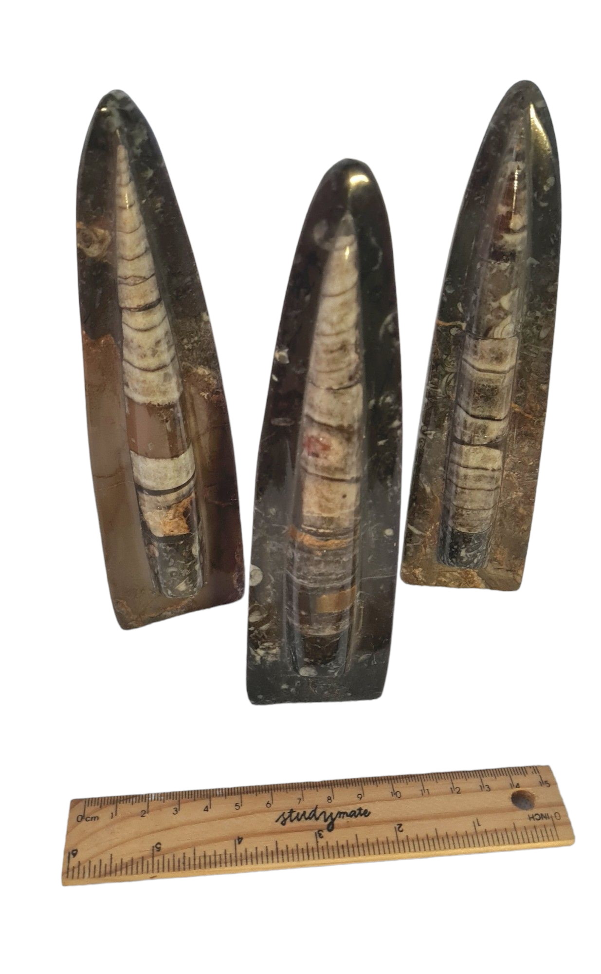 1 Piece of Orthoceras Fossil